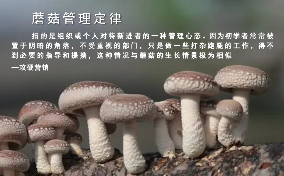 蘑菇管理定律